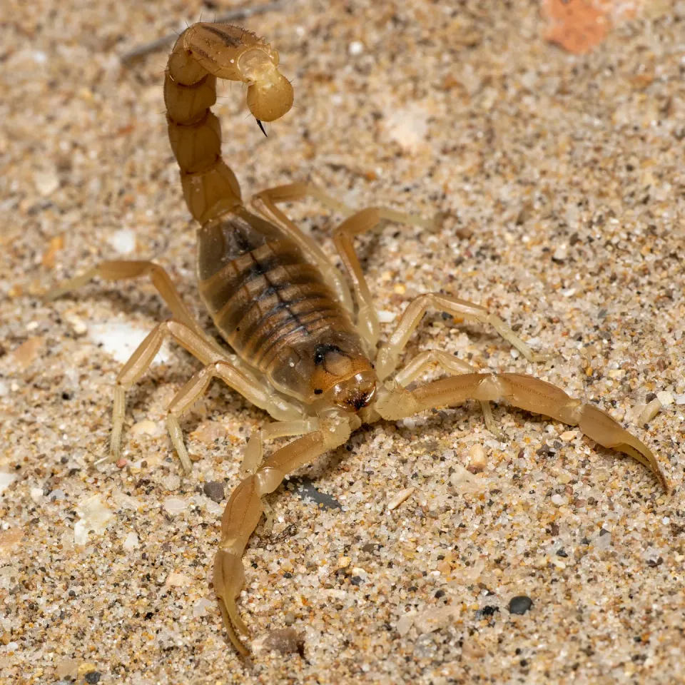 Scorpion — Pest Control Scorpion — Pest Control